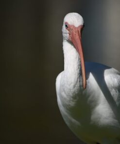 Nikon AF-S DX NIKKOR 55-300mm f/4.5-5.6G ED Vibration Reduction Zoom Lens with Auto Focus for Nikon DSLR Cameras Lens Only 29 51tIyShUGqL