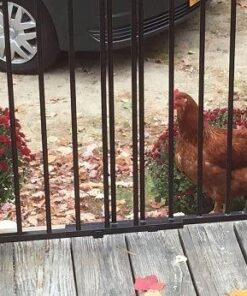 Cardinal Gates SS30OD Outdoor Baby Gate for Stairs - Adjustable Outdoor Dog Gate - Aluminum Safety Gate for Kids & Pets - Can be Installed at Angles - 27 to 42.5 Inches Wide - Black 39 51tS9mvDAkL