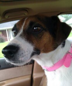 GREENIES Original Regular Natural Dog Dental Care Chews Oral Health Dog Treats, 27 oz. Pack (27 Treats) 27 Count (Pack of 1) 54 51u4ULeiZqL