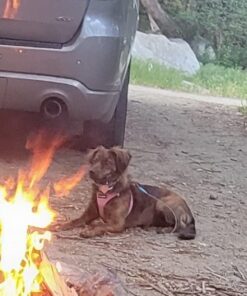 UPGRADED Q6 Rechargeable Bark Collar - Smart Barking Detection Module w/Triple Stop Anti-False Modes: Beep/Vibration/Shock for Small, Medium, Large Dogs & Breeds - IPx7 Waterproof (15-120 LBS) 51 51uEJl9Qs6L