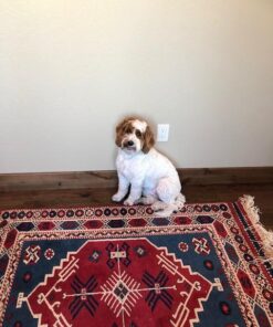 Pawstruck Natural Cow Hooves for Dogs - Made in The USA Long Lasting Beef Hoof Dental Treat Chews - No Artificial Preservatives - 10 Count - Packaging May Vary 55 51uQlnthSPL