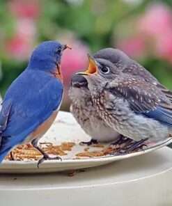 Hatortempt 10lbs Bulk Dried Mealworms - Premium Non-GMO Organic Chicken Feed, Nutritious High Protein Meal Worms- Food and Treats for Laying Hens, Wild Birds, Ducks, Reptiles, Fish, Hedgehogs, Turtles 10 Pound (Pack of 1) 28 51uVv95S tL