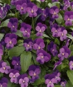 Alternative view of Outsidepride Viola Admiration Garden Flowers for Containers, Hanging Baskets, & Window Boxes - 1000 Seeds