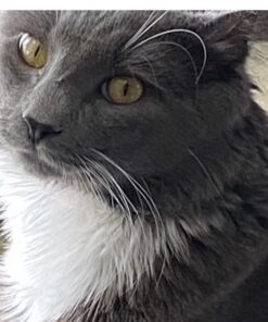 Purina Friskies Gravy Wet Cat Food , Meaty Bits - (24) 5.5 oz. Cans Chicken Dinner In Gravy, Gourmet Grill In Gravy, Beef In Gravy 5.5 Ounce (Pack of 24) 50 51ueT7QbTAL