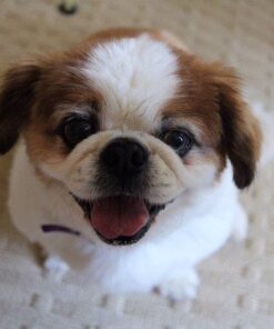 TENDLITE Red Light Device Medium 38 51utOgoJlEL