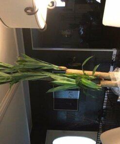 Nearly Natural - 6584 62in. Corn Stalk Dracaena Silk Plant (Real Touch), 24" x 28" x 62", Green artificial plant 61 51uzYdOlL5L