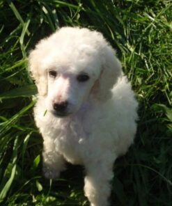 Maxshop Dog Grooming Kit, Low Noise Rechargeable Dogs Shaver Clippers Electric Quiet Dog Hair Trimmer for Dogs and Cats with Comb Guides Scissors Nail Kits (Gold Black) Gold Black 67 51v1B5zwHeL