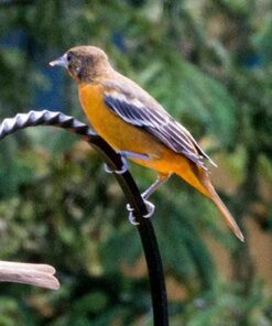 Songbird Essentials Bird Berry Jelly 20 Oz Purple 20 51vUVt57syL