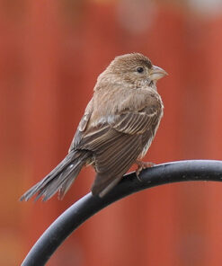 AF-S DX Nkr 18-200mm F/3.5-5.6G ED VR II Lens Only 38 51vptwcgLIL