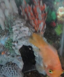 TetraFin Plus Goldfish Flakes 2.2 Ounces, Balanced Diet, With Algae To Promote Health,Oranges 2.2 Oz 23 51vzSO3UKFL