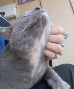 FELINE GREENIES SMARTBITES Skin & Fur Crunchy and Soft Natural Cat Treats, Salmon Flavor, 2.1 oz. Pack 2.1 Ounce (Pack of 1) 36 51w1apr5HzL