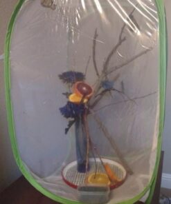 Trasfit Pop-up Insect and Butterfly Habitat Cage Terrarium - 24 Inches Tall 47 51wJd7VVp9L