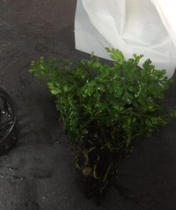 Bolbitis Difformis Baby Leaf Fern Potted Live Aquarium Plants for Freshwater Fish Tank by Greenpro 34 51whHGEsKyL