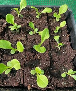 Ladbrooke Genuine Soil Block Maker - Mini 4 Hand Held - Most Popular Soil Blocking Tool, Made in England 31 51wnIJhAokL