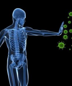 Source Naturals Wellness Formula Bio-Aligned Vitamins & Herbal Defense for Immune System Support - Dietary Supplement & Immunity Booster - 120 Capsules 120 Count (Pack of 1) 21 51x4S8di3L