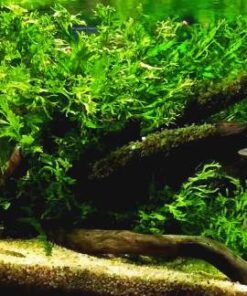 Bolbitis Difformis Baby Leaf Fern Potted Live Aquarium Plants for Freshwater Fish Tank by Greenpro 30 51xJKJLavTL