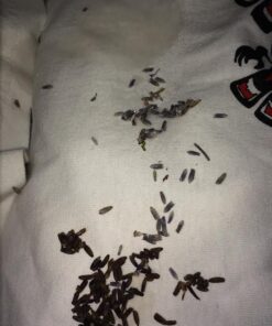 TMT Lavender Flowers Ultra Blue Grade, 1/2 lb 31 51xTROHc1HL