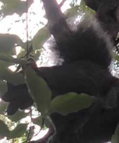 Hampton Farms - USA Grown All-Natural - Fancy Roasted In-Shell Unsalted Peanuts - 5 lb. Bag Basic pack 41 51xU480JsIL