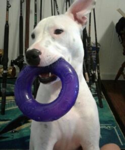 KONG - Squeezz® Ring - Strong Squeaky Dog Toy, bounces and squeaks even if punctured - For Large Dogs (Assorted Colors) 25 51xVRAZnYvL