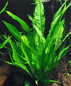 Microsorum Java Fern and Hornwort | Easy Low Light Aquarium Plants 25 51xXB156qL