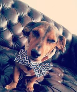 SmartBones Mini Dog Chews, Rawhide Free Chews For Dogs, Made With Real Chicken and Vegetables, 24 Count Mini Chews 27 51xcymHMfNL