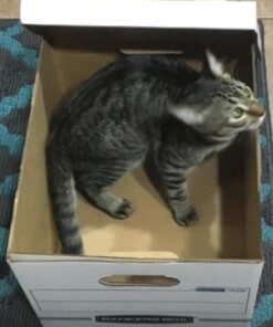 Bankers Box STOR/FILE Storage Boxes, Standard Set-Up, Lift-Off Lid, Letter/Legal, 6 Pack (57036-04) 39 51xfVO0eOL 1