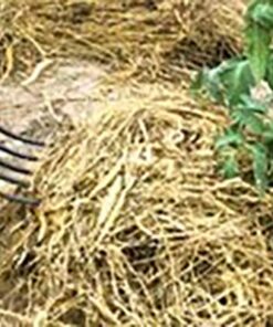 EZ-Straw Just Straw Clean Processed Straw – Multi Purpose - Small Bale (1 Cubic Foot) 1-(Pack) 14 51xr3iEKEzL