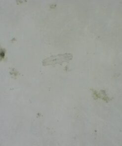 AmScope B120C-E1 40X-2500X LED Biological Binocular Compound Microscope with 3D Double Layer Mechanical Stage + 1.0 MP USB Digital Camera Imager 1.0 MP Camera 35 51xtcGW1dL