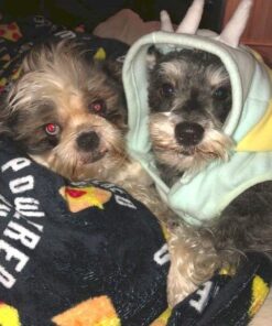 Pet 'n Shape Chik 'n Breast Jerky Dog Treats - 1 Pound Chicken 1 Pound (Pack of 1) 20 51y9viqTQYL