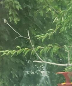 Roamwild Hanging Hummingbird Feeder for Outdoors with Double Moat Guard Technology | 5 Feeding Stations with Quick Easy Filling Port | 20 fl oz Nectar Large Capacity - Purple Petals (Yellow) Yellow 33 51ybH63cEtL