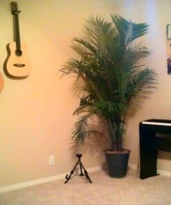 Top Stage Acoustic Guitar Stand (GRAK-1) Black 37 51ygwg7paTL