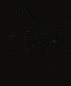 Realistic 3D Domed Glow in The Dark Stars,606 Dots for Starry Sky, Perfect for Kids Bedding Room Gift(606 Stars) (1*Green) 1*Green 42 51zA8slA3GL