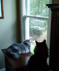 Window Bird Feeder with Strong Suction Cups, Clear Window Bird Feeders for Outside - Transparent Bird House, Balcony Glass Mount, Acrylic Cat, Kids & Elderly Viewing Clear Bird Feeder for Window Perch Large Ranch 58 51zJGrrTFOL