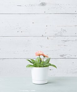 Novelty Majestic Full Depth Round Cylinder Pot, Glossy White, 6-Inch (10062) 22 51zM6eTHWnL