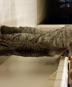 Petmate Sky Kennel, 28 Inch, IATA Compliant Dog Crate for Pets 15-30lbs, Made in USA 28 inch (Pack of 1) Kennel Only 52 51zNZrmJL