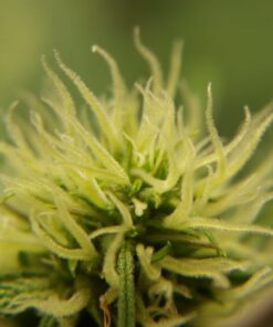 Formline LED Illuminated Jewelers Loupe/Trichome Scope (60x + 30x Lens) - Magnifier Made for Gardening, Jewelry, Antiques, Coins, Rocks, Stamps, Hobbies, Watches, Photos and Science (White/Silver) White 24 51zQE7YNBtL