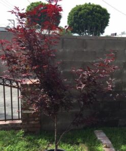 Hydrofarm 752289500411 FX14055 FoxFarm Happy Frog Japanese Maple Fertilizer, 1-Pack 12 51zViMKkHrL