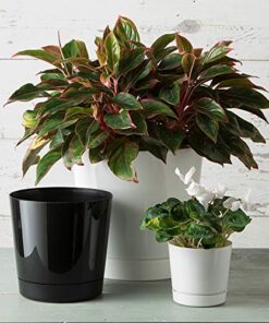 Novelty Majestic Full Depth Round Cylinder Pot, Glossy White, 6-Inch (10062) 24 51zb6JhcgLL