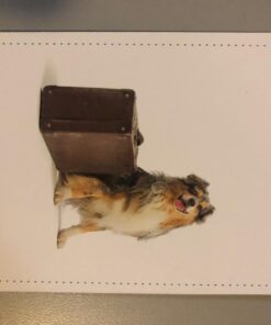 Preposition Flash Cards | 7 Total Prepositions 49 Picture Cards for Speech Therapy - for Teachers, Parents, ESL Teaching Materials and Speech Therapy Materials with 5 Sequencing Learning Games Prepositions Vol 1 20 61 5fNCWpL