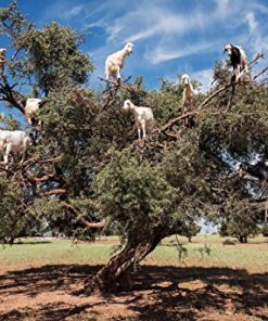 US Organic Moroccan Argan Oil, USDA Certified Organic,100% Pure & Natural, Cold Pressed Virgin, Unrefined, 4 Oz in Amber Glass Bottle with Glass Eye Dropper for Easy Application. Sourced from Morocco. 4 Fl Oz (Pack of 1) 14 61 7UGyQJlL