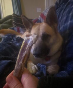 Best Bully Sticks All Natural Premium 12 Inch Jumbo Bully Sticks for Large Dogs - USA Baked & Packed - 100% Grass-Fed Beef - Single-Ingredient Grain & Rawhide Free Dog Chews - 8 Pack 12" Natural Scent 8 Count (Pack of 1) 32 61 H7u6NwtL 2