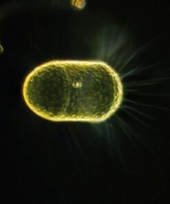 SWIFT SW350T 40X-2500X Magnification, Siedentopf Head, Research-Grade Trinocular Compound Lab Microscope with Wide-Field 10X and 25X Eyepieces, Mechanical Stage, Abbe Condenser, Camera-Compatible 33 61 HuRvXBzL