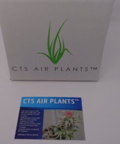 Air Plants Tillandsia Assortment 10 Pack Easy Houseplants for Beginners Small to Medium 1.5"-6"+ 21 61 Ll Vk5DL