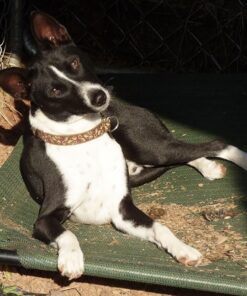 IAMS Adult Minichunks Small Kibble High Protein Dry Dog Food with Real Chicken, 30 lb. Bag,(Packaging may vary) 0 30 Pound (Pack of 1) 42 61 e2TljTAL