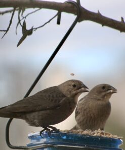 More Birds Dish SeedFeed, 1 Count (Pack of 1) 1 Count (Pack of 1) 50 61 gkgTc fL