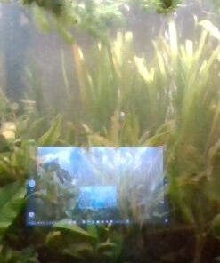 Jungle Vallisneria Rooted Plants 15-20 inches Tall - Easy Background Aquarium Plants 31 61 hg4ir0gL