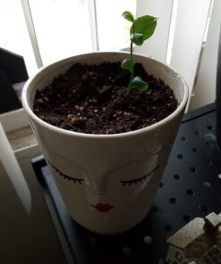 Miracle-Gro Cactus, Palm & Citrus Soil - For Containers , Added Fertilizer Feeds for 6 Months, 8 qt. Potting Mix 37 61 iCmZ qSL