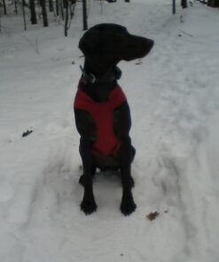 Kurgo Loft Dog Jacket, Reversible Dog Coat, Wear with Harness or Sweater, Water Resistant, Reflective, Winter Coat For Medium Dogs (Chili Red, M) Chili Red/Charcoal 46 61 iHQMu6jL