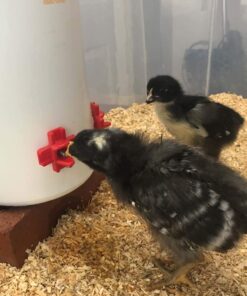 Backyard Barnyard 12 Pack Automatic Chicken Water Nipple Make Your Own Waterer Kit (Install Tools Included) Horizontal Clean Drinker Coop or Poultry Run Bebederos Gallinas Pollos Duck Quail 18 61 k1JmesNL