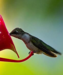 Nikon 70-300 mm f/4-5.6G Zoom Lens with Auto Focus for Nikon DSLR Cameras 44 61 lL31SnbL